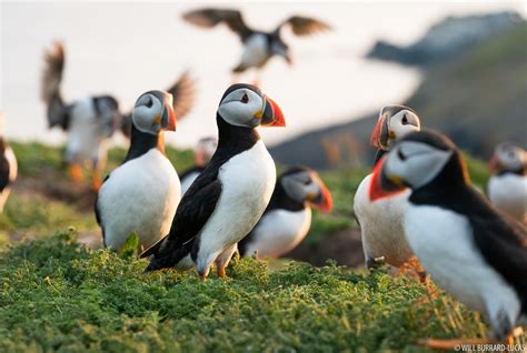 The Puffins: In Search